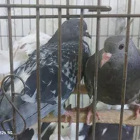 ۱۰ عدد کبوتر|پرنده|قم, زنبیل آباد|دیوار