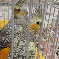 یک جفت عروس هلندی نر و ماده گل بغلی