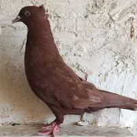 سرخ ماده|پرنده|اقبالیه, |دیوار