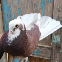 کبوتر شازده|پرنده|ماهنشان, |دیوار