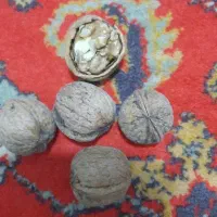 گردو خشک