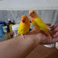 کوتوله سرلاکی تازه دونخور دستی بالغ وحشی|پرنده|قم, چهار امامزاده|دیوار