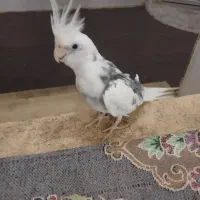 عروس هلندی نر البینو دوکت. معاوضه با پرنده