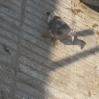 پیدا شده|حیوانات|سبزوار, امیر کبیر|دیوار