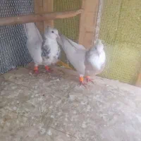 پرنده|پرنده|مسجد سلیمان, |دیوار