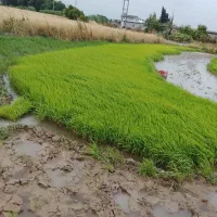 بذر شالی فجر و هاشمی