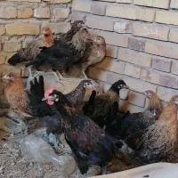 کاسرک 4.5 ماهه