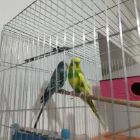 یک جفت مرغ عشق نر و ماده