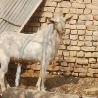 چپیش سانن کچل داشتی