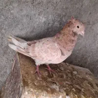 دمسفید. سینه زرد. طوقی|پرنده|مبارکه, |دیوار