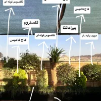 خدمات باغبانی و گل کاری|خدمات باغبانی و درختکاری|قم, سالاریه|دیوار