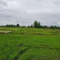 ۱۳۰۰متر زمین داخل طرح هادی خوش قیمت