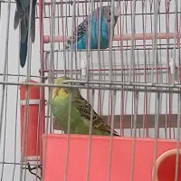 فروش مرغ عشق|پرنده|فیروزآباد (فارس), |دیوار