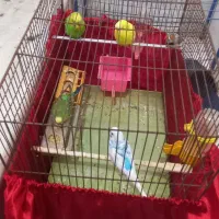 سلام ۴عدد مرغ عشق و ۱ عدد فنج