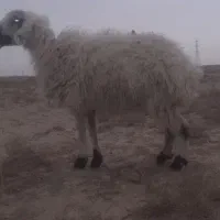 گوسفند و بره نر