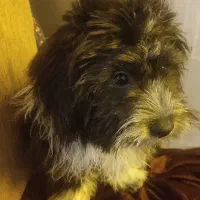 سگ شیتزو|سگ|صدرا-فارس, فاز ۲|دیوار