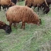 بره نر همووچند قلو زا خالص.|حیوانات مزرعه|خدا آفرین, |دیوار