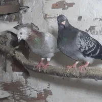 کبوتر طوقی و سینه و ساده مسافتی|پرنده|آمل, |دیوار