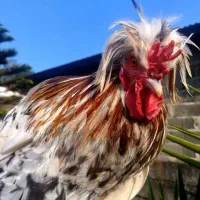 خروس سلطان|حیوانات مزرعه|چابکسر, |دیوار