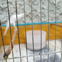 قناری جفت جوجه مهست