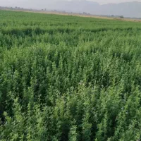 بذریونجه بغدادی دستگیر|خدمات باغبانی و درختکاری|اهواز, زرگان|دیوار