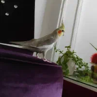 عروس هلندی و فنچ وقفس