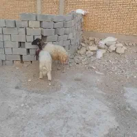 به فروش میرسه