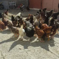 مرغ و خروس محلی مرغ گلیل|حیوانات مزرعه|دینور, |دیوار