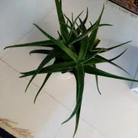 گل آلوورا طبیعی قیمت 500 هزار|گل مصنوعی|مشهد, الهیه|دیوار