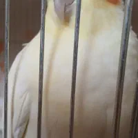 جفت عروس هلندی مولد شرطی