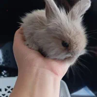 بچه خرگوش لپ هلندی