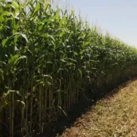 اجاره زمین کشاورزی بیضا