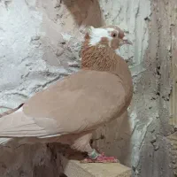 زرد ماده|پرنده|فردوس (خراسان), |دیوار