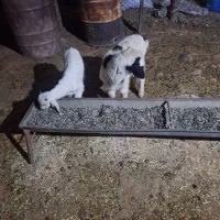 یک راس بره ماده ویک راس بیگ بره۸و۵۰۰وبیگ هم۴۵۰۰