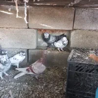 کفتر و مرغ کهنوج|پرنده|کهنوج, |دیوار