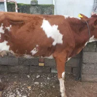 تلیسه گاو قربانی یبار زاییده۶دندو