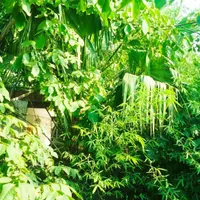 فروش نخل بادبزنی و چوب بامبو