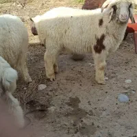 فروش فوری 5راس شیشک نژاد دار