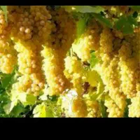 فروش ابغوره تازه