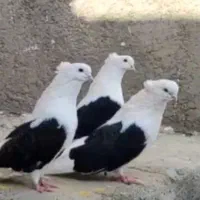 کبوتر پشتار