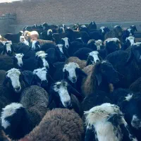 بره نر پای پروار داشتی