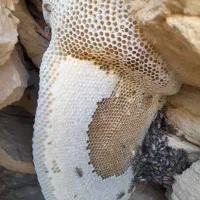 عسل طبیعی بشرط آزمایشگاه|خوردنی و آشامیدنی|لامرد, |دیوار