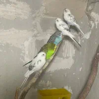 ۸ عدد مرغ عشق