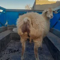 گوسفند ‌شیشک ‌اصل‌مغان‌|حیوانات مزرعه|ارشق, |دیوار