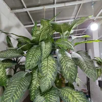 گل خاک|گل و گیاه طبیعی|مشهد, مشکینی (شهرک غرب)|دیوار