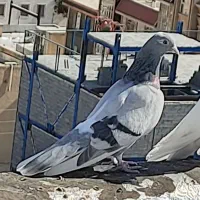 کبوتر تهرانی اصل بازیکن ملقی|پرنده|کرمانشاه, |دیوار