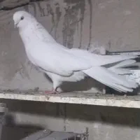 کبوتر سفید|پرنده|ارومیه, |دیوار