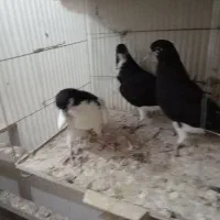 دوجفت سیاه پوش|پرنده|قزوین, |دیوار