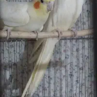 عروس هلندی|پرنده|مشهد, هفده شهریور|دیوار