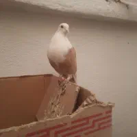 کبوتر کلاغ کربلایی کاکلی و بی کاکل|پرنده|تهران, شهرک ولیعصر جنوبی|دیوار